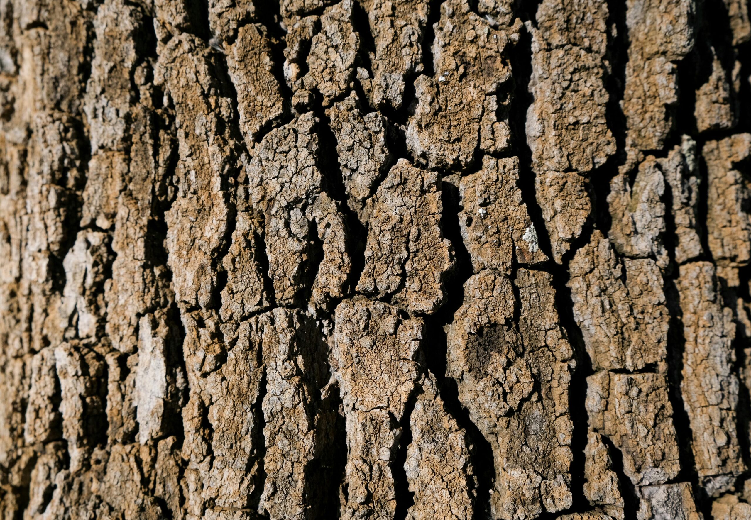 Effective Strategies for Managing Vertical Cracks in Trees